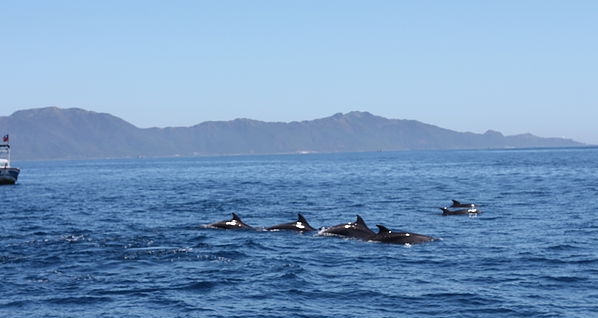龜山鳥賞鯨豚︱登島 Guishan Island watch dolphins 樂遊行台灣包車旅遊 www.happytourtw.com 